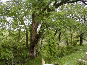 Eastern Cottonwood