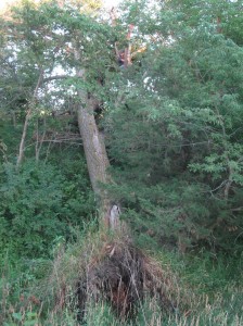 Another-Big-Cottonwood-Fall