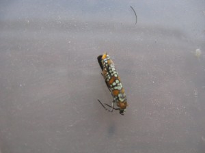 Ailanthus-Webworm-Moth