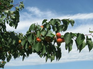 Apricot-Fruiting
