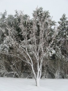 Apricot-Snow-Flowers