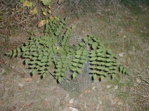 Aralia Elata