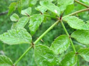 Aralia-Elata-Spines