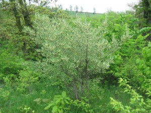 Autumn-Olive-Flowering