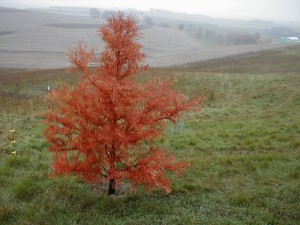 baldcypress fall color