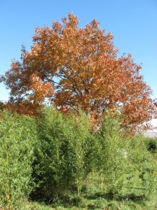 Bamboo-Red-Oak