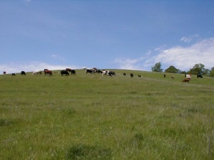 Beef Cattle