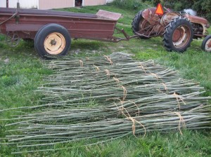 Bigfoot-Hybrid-Willow-Cuttings