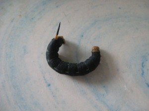 Black-Hornworm