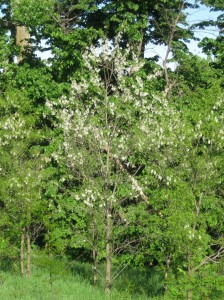 Black-Locust-Flowering