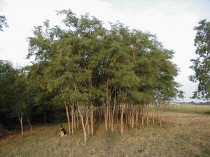 Black Locust