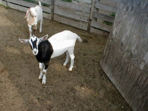 Two Tone Goat