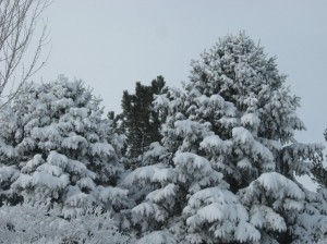 Blue-Spruce-Snow