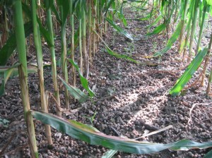 Bumper-Crop-Acorns