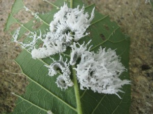 Butternut-Wooly-Worm