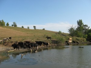Bye-Iowa-Cattle