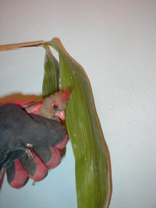 Cardinal-Bird-Bamboo