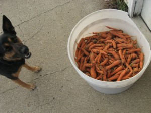 Carrot-Harvest