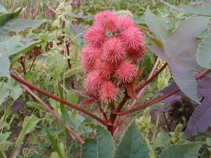 castorbean seedpod