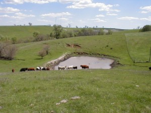 Cattle Pond