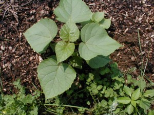 chinese catalpa