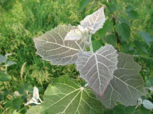 Chinese-White-Poplar