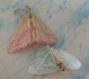 Colorful-Moths
