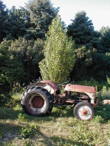 Lombardy Poplar