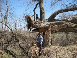 Cottonwood-Fall-Down