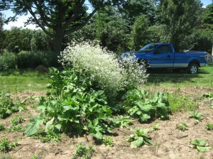 Crambe-Cordifolia