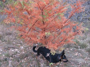 Dawn-Redwood-Fall-Color