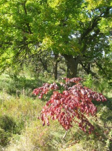 Devils-Walking-Stick-Fall-Color