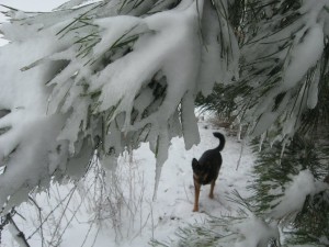 Dog-Snow-Pine