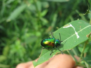 Dogbane-Beetle