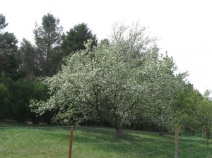 Double-Red-Delicious-Apple-Flowering