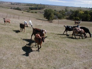 Drought Pasture