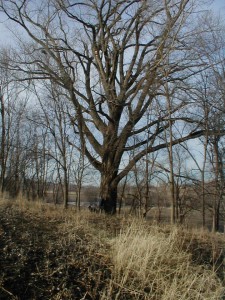 big cottonwood