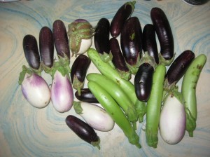 Eggplant-varieties