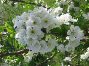 Evans-Cherry-Many-Flowers