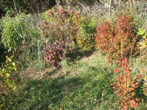 Fall-Color-Nursery