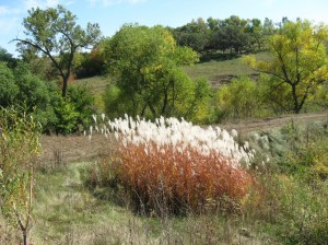 Fall-Miscanthus