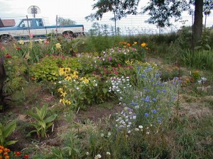 fast blooming flowers