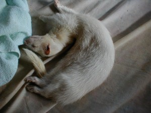 Ferret Sleeping
