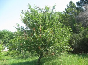 Fireblight-Gala-Apple