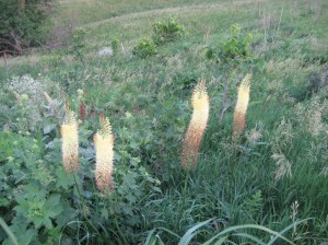 Foxtail-Lily