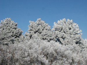 Frosty-Austrian-Pine