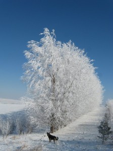 Frosty-Bigfoot-Willow