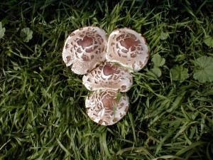 Fungi lawn