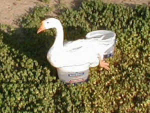 goose stuck in water
