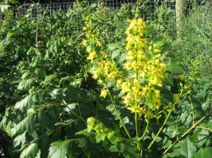 Golden-Raintree-Flowering